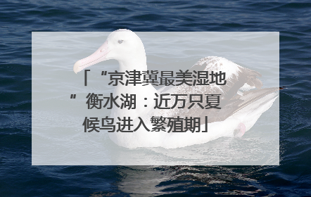 “京津冀最美湿地”衡水湖：近万只夏候鸟进入繁殖期