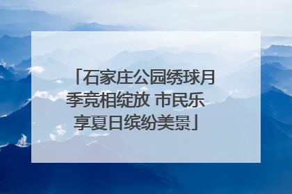 石家庄公园绣球月季竞相绽放 市民乐享夏日缤纷美景