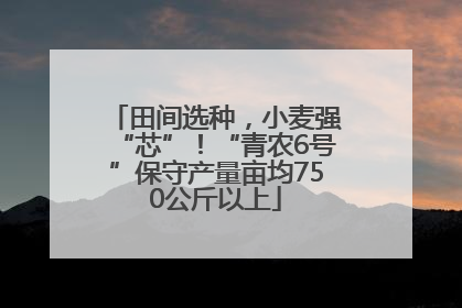 田间选种，小麦强“芯”！“青农6号”保守产量亩均750公斤以上