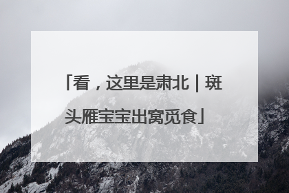 看，这里是肃北｜斑头雁宝宝出窝觅食