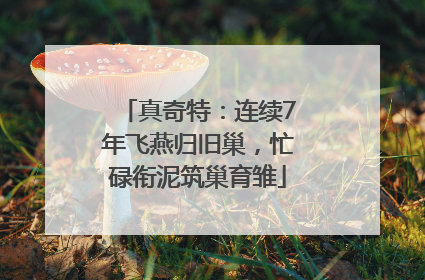 真奇特：连续7年飞燕归旧巢，忙碌衔泥筑巢育雏