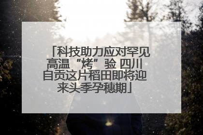 科技助力应对罕见高温“烤”验 四川自贡这片稻田即将迎来头季孕穗期