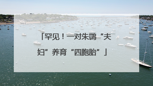 罕见！一对朱鹮“夫妇”养育“四胞胎”