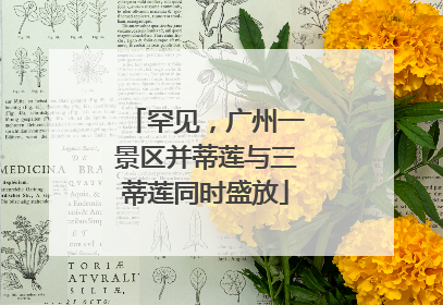 罕见，广州一景区并蒂莲与三蒂莲同时盛放