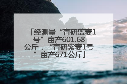 经测量“青研蓝麦1号”亩产601.68公斤，“青研紫麦1号”亩产671公斤
