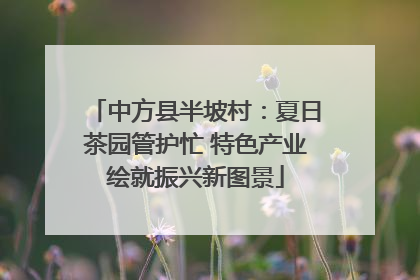 中方县半坡村：夏日茶园管护忙 特色产业绘就振兴新图景