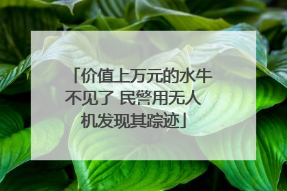 价值上万元的水牛不见了 民警用无人机发现其踪迹