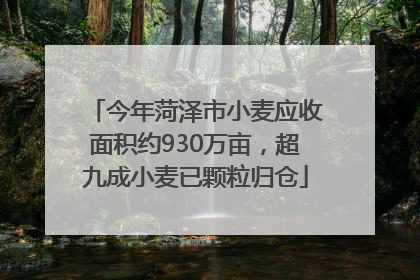 今年菏泽市小麦应收面积约930万亩，超九成小麦已颗粒归仓