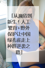 从濒危到新生！人工繁育+野外保护让中国绿孔雀走上种群逆袭之路