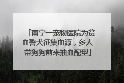 南宁一宠物医院为贫血警犬征集血源，多人带狗狗前来抽血配型