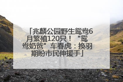 兆麟公园野生鸳鸯6月繁殖120只！“鸳鸯奶爸”车春虎：换羽期盼市民伸援手