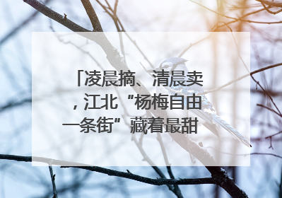 凌晨摘、清晨卖，江北“杨梅自由一条街”藏着最甜的烟火气