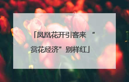 凤凰花开引客来 “赏花经济”别样红