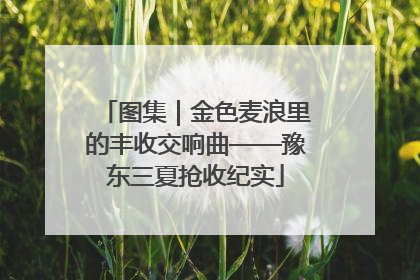 图集｜金色麦浪里的丰收交响曲——豫东三夏抢收纪实