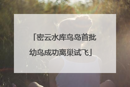 密云水库鸟岛首批幼鸟成功离巢试飞