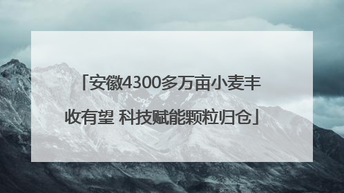 安徽4300多万亩小麦丰收有望 科技赋能颗粒归仓
