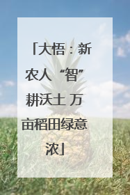 大悟：新农人“智”耕沃土 万亩稻田绿意浓