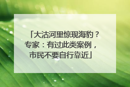 大沽河里惊现海豹？专家：有过此类案例，市民不要自行靠近