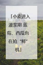 小麦进入灌浆期 蓝莓、西瓜也在抢“鲜”机
