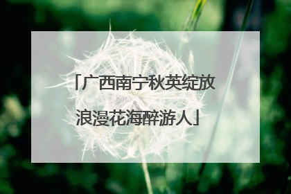 广西南宁秋英绽放 浪漫花海醉游人