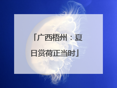 广西梧州：夏日赏荷正当时