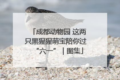 成都动物园 这两只黑猩猩萌宝陪你过“六一”｜图集