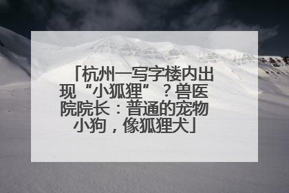 杭州一写字楼内出现“小狐狸”？兽医院院长：普通的宠物小狗，像狐狸犬