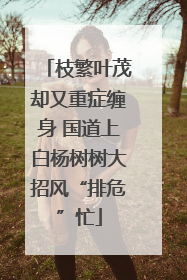 枝繁叶茂却又重症缠身 国道上白杨树树大招风“排危”忙