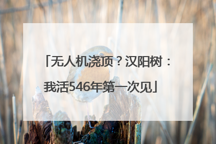 无人机浇顶？汉阳树：我活546年第一次见