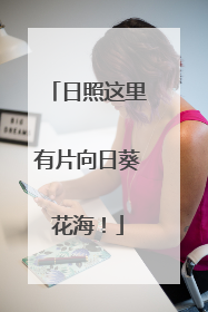 日照这里有片向日葵花海！