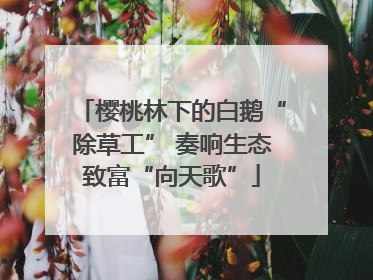 樱桃林下的白鹅“除草工” 奏响生态致富“向天歌”