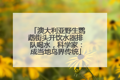 澳大利亚野生鹦鹉街头开饮水器排队喝水，科学家：成当地鸟界传统