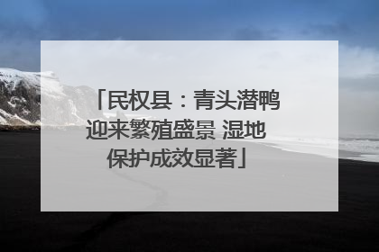 民权县：青头潜鸭迎来繁殖盛景 湿地保护成效显著