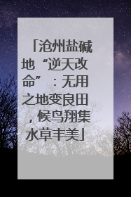沧州盐碱地“逆天改命”：无用之地变良田，候鸟翔集水草丰美