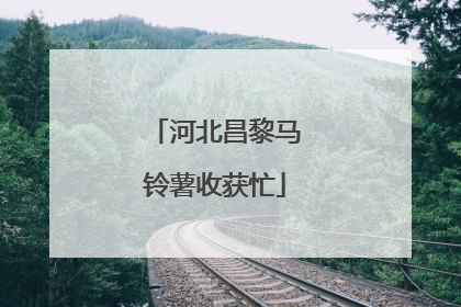 河北昌黎马铃薯收获忙
