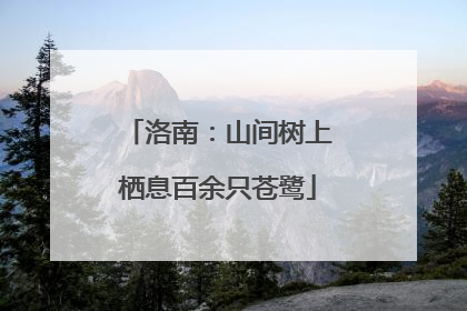 洛南：山间树上栖息百余只苍鹭
