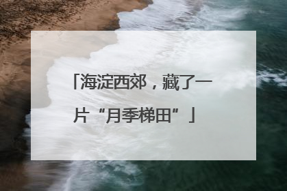 海淀西郊，藏了一片“月季梯田”