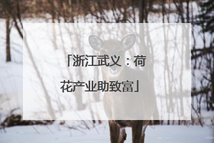 浙江武义：荷花产业助致富