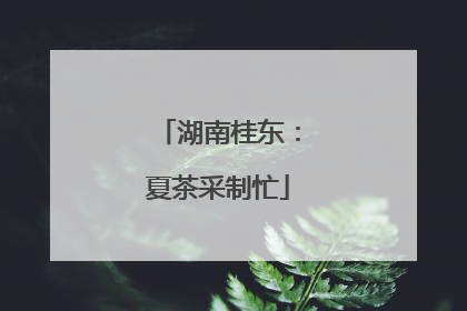 湖南桂东：夏茶采制忙