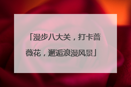 漫步八大关，打卡蔷薇花，邂逅浪漫风景