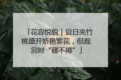 花容悦貌｜夏日夹竹桃盛开娇艳繁花，但观赏时“碰不得”