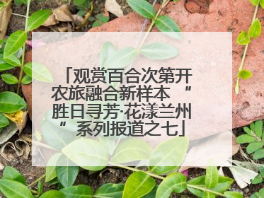 观赏百合次第开 农旅融合新样本 “胜日寻芳·花漾兰州”系列报道之七