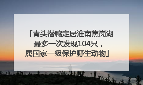 青头潜鸭定居淮南焦岗湖 最多一次发现104只，属国家一级保护野生动物