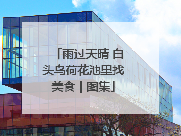 雨过天晴 白头鸟荷花池里找美食｜图集