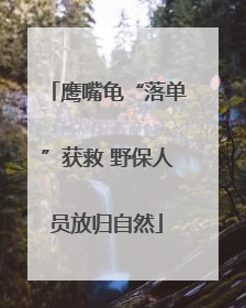 鹰嘴龟“落单”获救 野保人员放归自然
